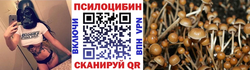 Псилоцибиновые грибы Psilocybine cubensis  Новосибирск 